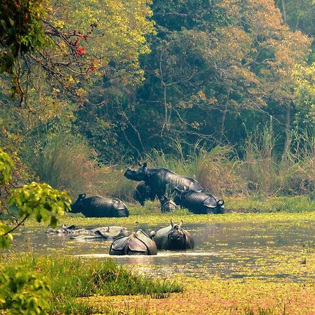 Chitwan Gaida Lodge - Animal Lovers & Birdwatchers Paradise Sauraha Esterno foto