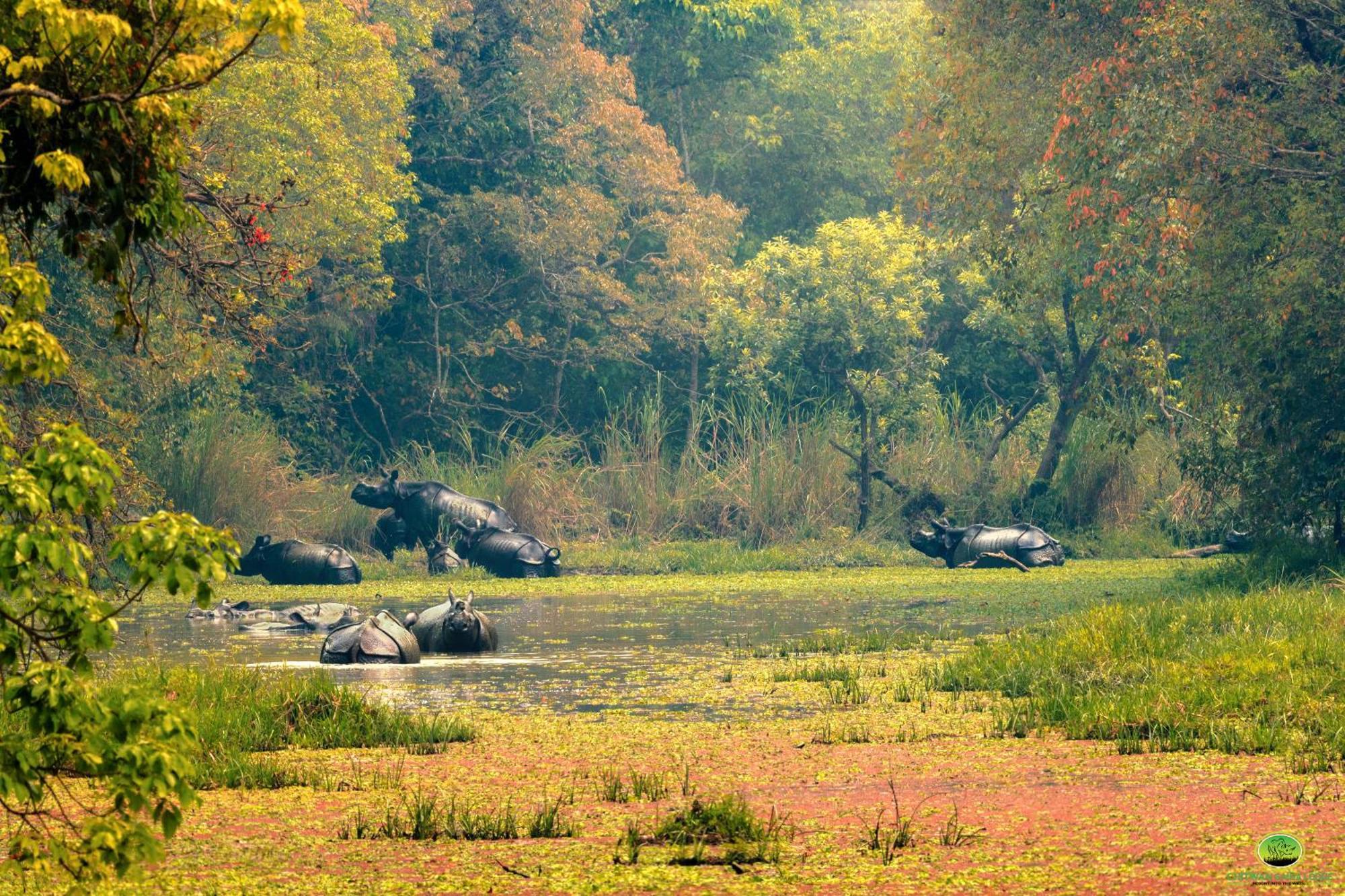 Chitwan Gaida Lodge - Animal Lovers & Birdwatchers Paradise Sauraha Esterno foto