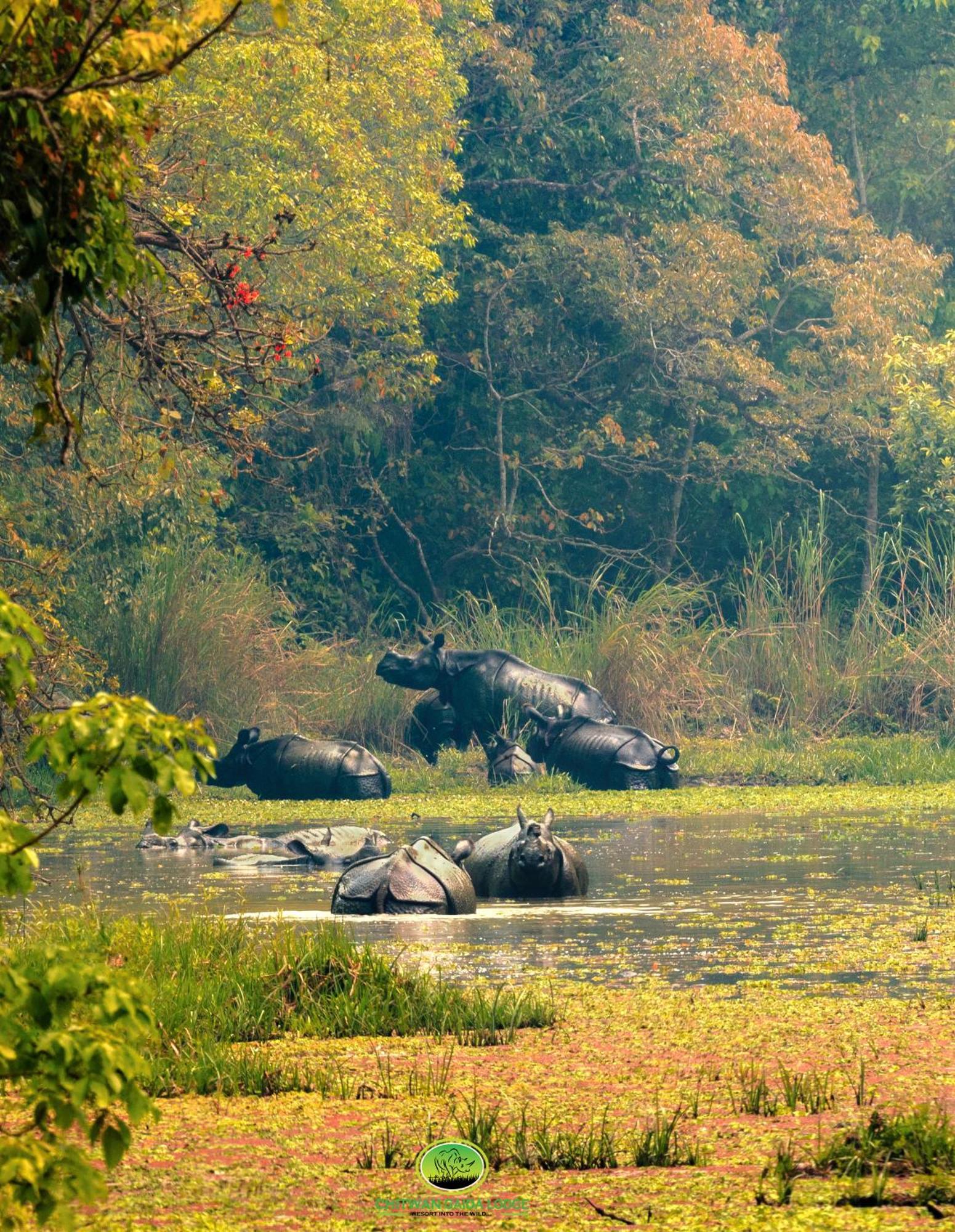 Chitwan Gaida Lodge - Animal Lovers & Birdwatchers Paradise Sauraha Esterno foto