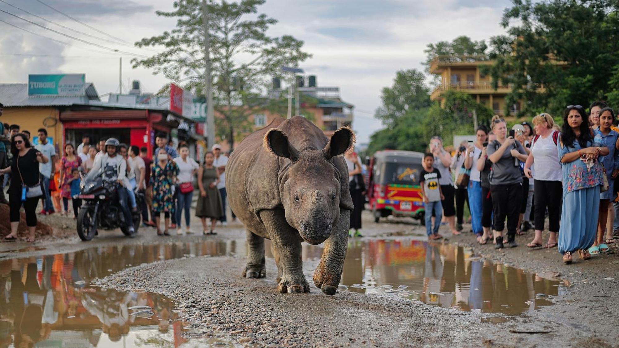 Chitwan Gaida Lodge - Animal Lovers & Birdwatchers Paradise Sauraha Esterno foto